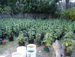 grow-your-weed:  Smoke your own pot right now - Click here
