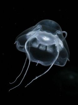 Homegrown alien (the Narcomedusae, or Darth Vader, jellyfish, a recently discovered Arctic deep-sea species)
