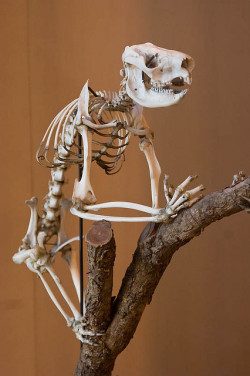 ewok-gia:  Koala Skeleton