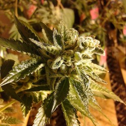 weedporndaily:  The #2 #GirlsGoneWild from @cosapharms about a week from #HarvestTime by farmer_birdley http://ift.tt/1ycC0HZ