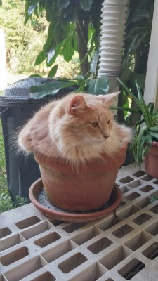 the-southern-dandy:The orange shrub-cat requires many pets to grow big and strong. Contrary to other shrubs, this shrub is deeply adversed to being watered.