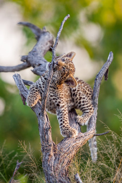 captvinvanity:    Leopard Cub Playing   | Photographer | CV
