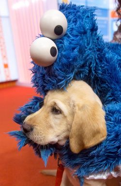 toonskribblez:  If any of you are feeling down,  here’s Cookie Monster with a puppy.   Omg this is so freskin cute!!!!