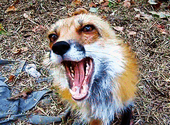 this-squirrel-is-on-fire:  wow i thought foxes were supposed to be dangerous but really they’re just tiny ginger dogs 