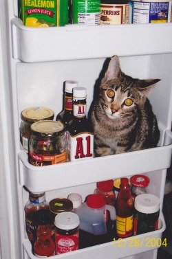 getoutoftherecat:  get out of there cat. you are not milk. you don’t even like cereal.