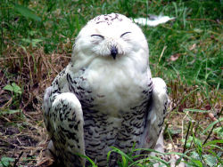 ex0skeletal:  end0skeletal:  Happy Owls!  Because everyone needs smiling owls in their life. 