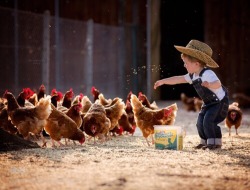 saloon-sweetheart:  Awww I love this!! My boyfriend has a chicken farm and I help him feed every chance I get!