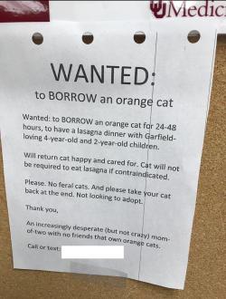 hurricane-overseas: the-at-symbol:  30-minute-memes: Wanted: Orange Cat  https://www.google.com/amp/s/amp.thisisinsider.com/garfield-cat-dinner-party-2018-8  A woman successfully borrowed an orange cat for a Garfield-themed dinner party for her kids,