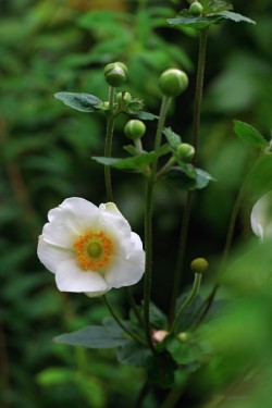 uyamt:  秋明菊（しゅうめいぎく） Japanese anemone (Anemone hupehensis var. japonica) 
