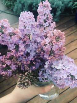 wethinkwedream:i love lilacs so dang much
