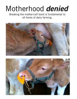 catsteaks:   gorreality:  &ldquo;I can’t be vegan, I love cheese&rdquo; Dairy industry is as evil as meat. No less harm for animals. Does it look natural that calf can’t drink milk so you can taste your piece of cheese?  GO VEGAN.   WRONG Vegans