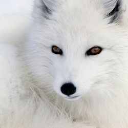 theanimalblog:  Arctic Fox. Photo by Alain