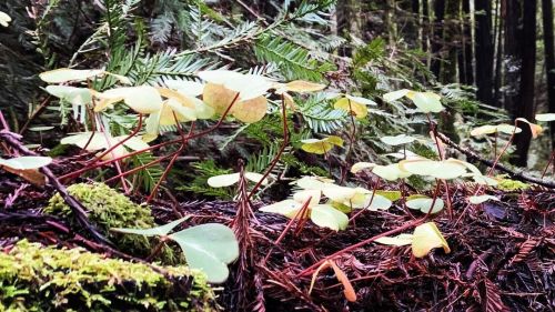 Enchanted forest. 🌲✨🌱🍀✨🌳🌿✨ #clover #forestfloor #redwoods  https://www.instagram.com/p/CY5w7ETrvHUo4O3MWqO7vzNtZ18FWFSeAxfddg0/?utm_medium=tumblr
