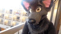 aceofheartsfox:  Good morning, fuzzy peeps! Here’s a smile to start off your weekend! ^w^/ 