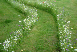 ameliacarina:  Pathway of flowers 