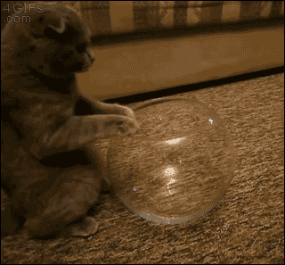 ourcomicallyawesomeworld:  miniaturedeerfestival:  4gifs:  Scottish Fold…morlike Scottish Bowld. [video]  HOW DOES IT FIT THIS IS NOT RIGHT SOMEONE CALL A SCIENTIST  As I scientist I can say that cats don’t abide by the laws of physics.