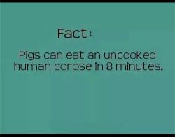 Told you @dharuadhmacha! *Note to self: purchase pigs*