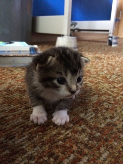 taylorswift:  sadtragics:  sadtragics:sadtragics:  TAYLOR look at this cat, who is very small at the moment. taylorswift  I can sense you thinking about getting a third cat taylorswift  I know you want it taylorswift  Christopher thank you for showing