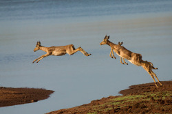 funnywildlife:  Leaping into 2016. Happy New Year!#OriginalContent #BestMemoriesOf2015
