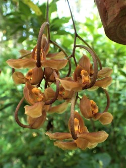 orchid-a-day:  Gongora galeata (brown)Syn.: Too many to list!August 3, 2018 