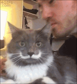dayminder:  internetkiss:  bunnyfood:  (via 4gifs:video)  That guys face… He’s like wtf cat I feed u and give u lovins u take me for granted you bully cat  that cat has a mustache