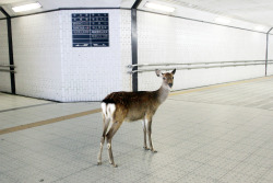  encounter with a lost deer in an underground passageway , Nara - Japan. by firreflly 