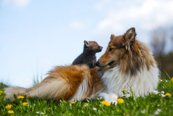 anol-beads:  Dog Adopts Baby Fox After His