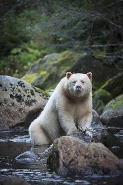 fuck-yeah-bears:  funkysafari:  A Kermode bear (a.k.a. spirit bear), a subspecies of the North American black bear, stands in the waters of the Great Bear Rainforest, located along British Columbia’s central and northern coast. By Bill Cubitt  Bill