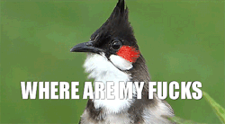 pissy-badger:  pluralfloral:  this post is everything to me   I am to be more like this bird.
