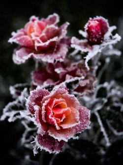 lunamotionless:  Frozen roses su We Heart It. http://weheartit.com/entry/52297770/via/Chiidonuts 