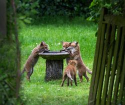 pagewoman:    Fox cubs at the bird bath, Surrey, England by Hazel Byatt   