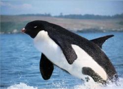phroyd:  Killer Penguin-Whale Phroyd  HOW AWESOME WOULD THIS BE!?!?