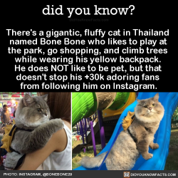 did-you-know:  There’s a gigantic, fluffy cat in Thailand named Bone Bone who likes to play at the park, go shopping, and climb trees while wearing his yellow backpack. He does NOT like to be pet… But that doesn’t stop his +30k adoring fans from