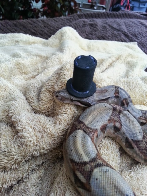 samandria:  Happy 1st birthday Nymeria!  Enjoy some adorable photos of a baby boa in both a top hat and a princess hat! 