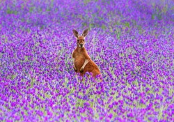 Spring is blooming down under (Red kangaroo, Australia)