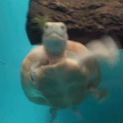 dearlystims:  hi yes you requested one rowdy boy?🐢| ig: aquamike23