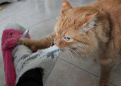 catsbeaversandducks: Lock Up Your Socks: Homer Is Here “Hi! My name is Homer, I have OCSD (Obsessive-Compulsive Sock Disorder) and I like it.” Photos by Homer Le Chat 