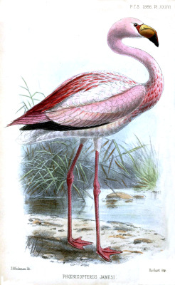Rhamphotheca:  James’s Flamingo (Phoenicoparrus Jamesi) From Proceedings Of The