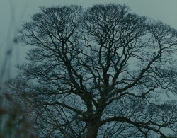 ozu-teapot:    Wuthering Heights | Andrea Arnold | 2011  