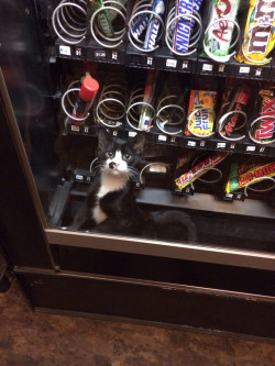 inuleeli:  itisneverlupus:  There is a Kit Kat joke begging to be made here.  Man, Japanese vending machines have everything 