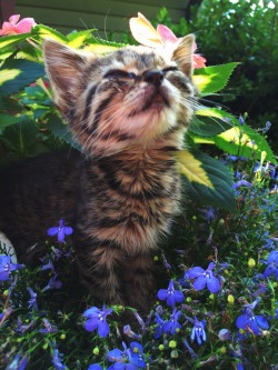 omg kitteh with flowers