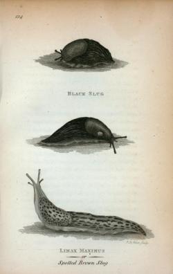 humanoidhistory:  Fun fact: I find slugs revolting. Those nasty things give me the willies. (Illustration from an 1809 book of zoology lectures by George Shaw, courtesy of the New York Public Library.)  I confess i always feel sympathy when i see a slug.