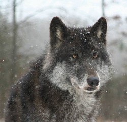 beautiful-wildlife:  Black Wolf in Snow by © Katie Stout  LONEWOLF