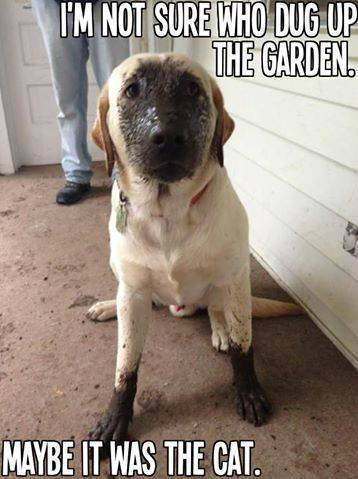 thecutestofthecute:  Mud   Pup = True happiness. adult photos