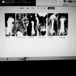 Sorry for the awful quality but I made this for my horses owner. It&rsquo;s a black and white headshot of all of her horses. Now I&rsquo;ve just gotta print and frame it! #horsesofinstagram #horse #present