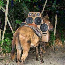 A real mobile sound system! #ass #music #creative #instaphoto #funny #donkey  #mule #horse?