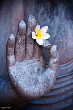 souloftheroseurluv:  buddhabe:  Buddha Hand