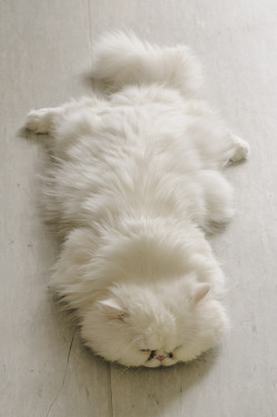 Cat rug.