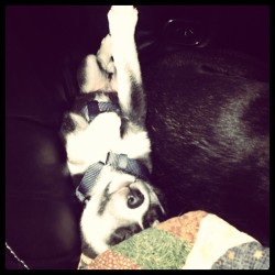 So cute.love Miko #sistersnewdog #husky #black #white #dog #cute
