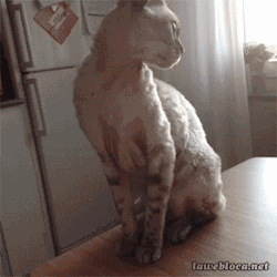 datsweetberrypunch:  shitsnothilarious:  no   this cat is actually a reincarnation of an ancient Egypt pharaoh, don’t mess with him or he’ll defy you to dududududuel. 